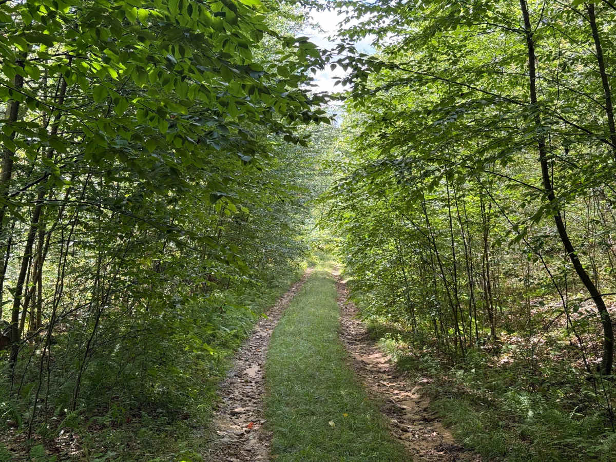 Switch Hollow D - FS 451D trail photo
