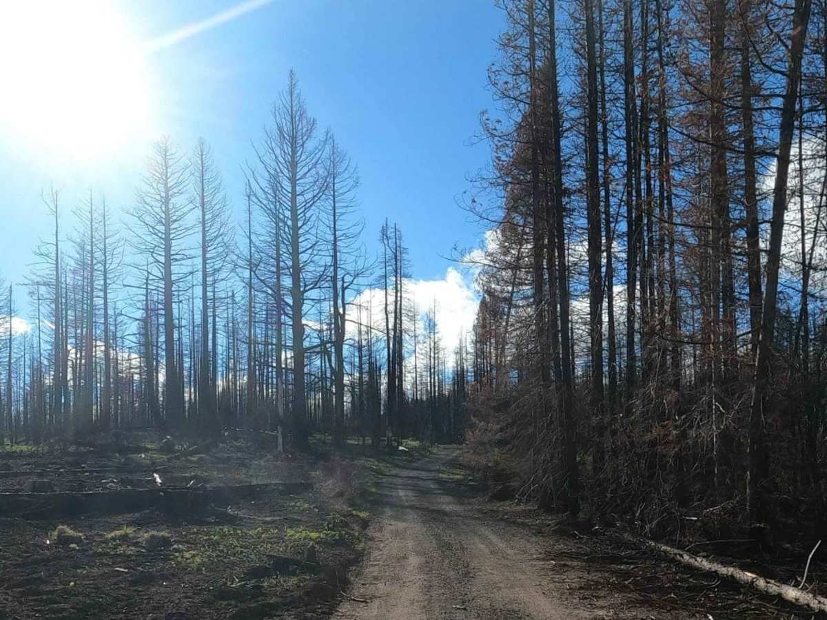 Timberwolf Mountain - NF1500-190 photo 6