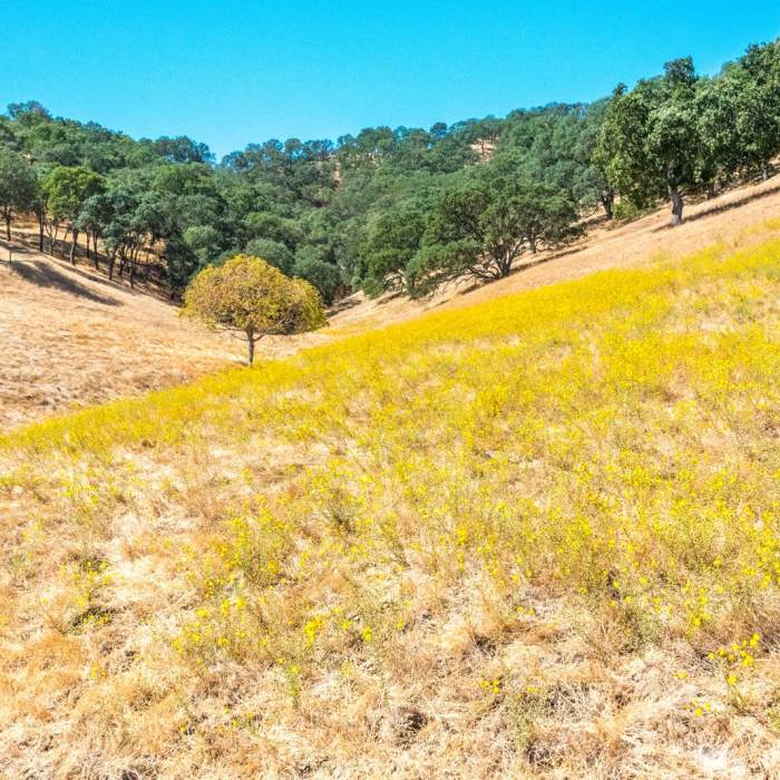 Near Castle Rock Trail via Stage Road Trail