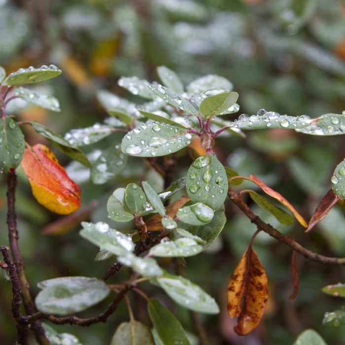 Near Little Queens River - Browns Lake