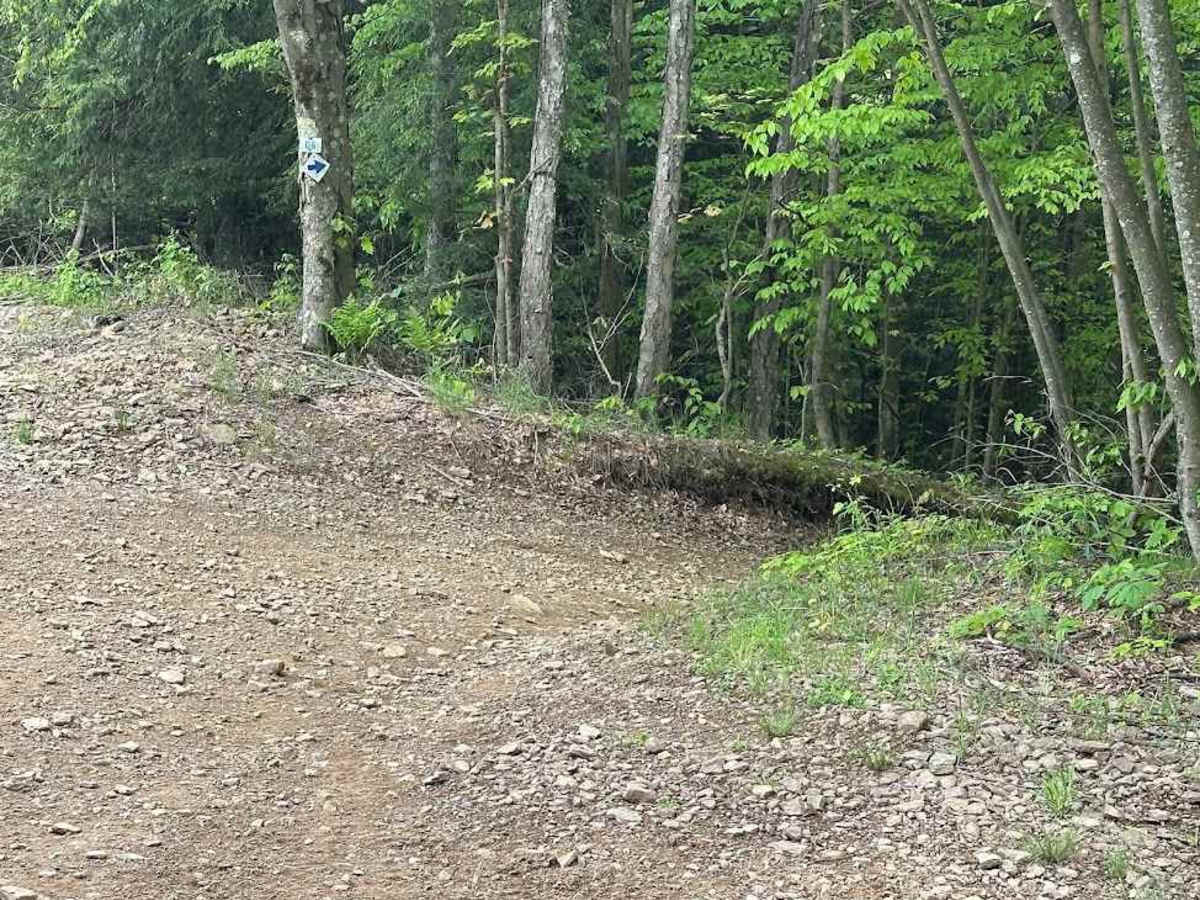 D Blue D6 trail photo