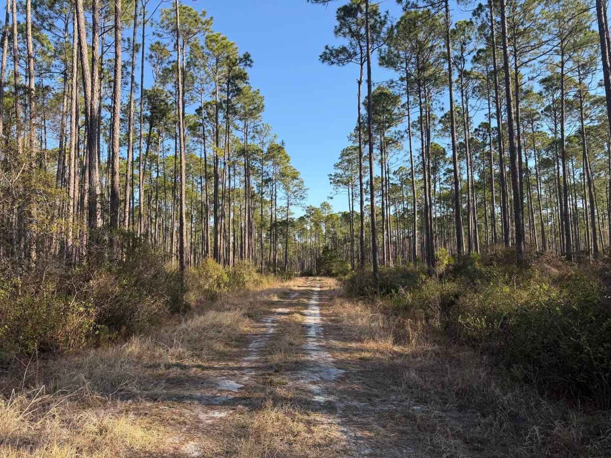FR 250-B trail photo