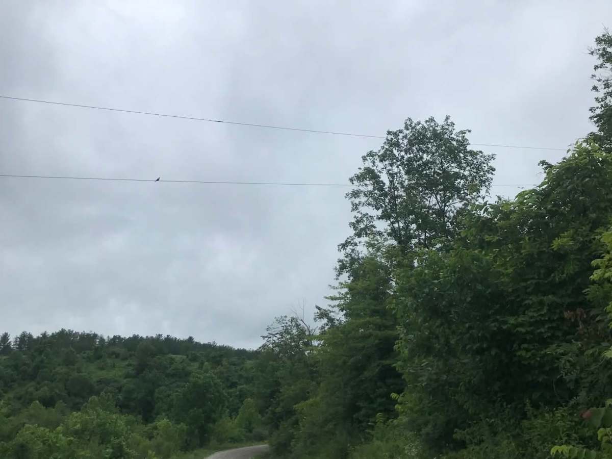 Brady Fork photo 4