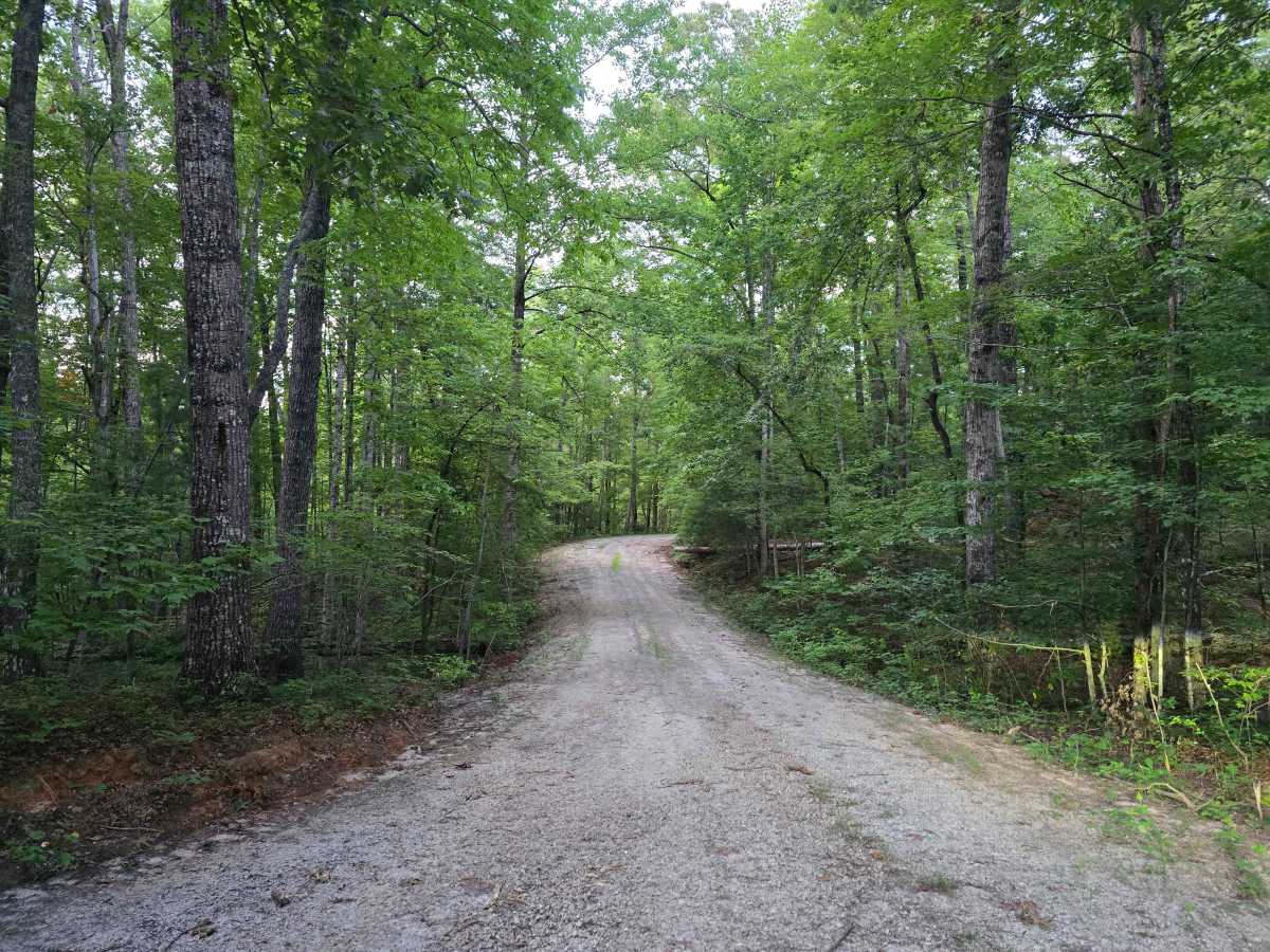 Chambers Branch A - FS 736A trail photo