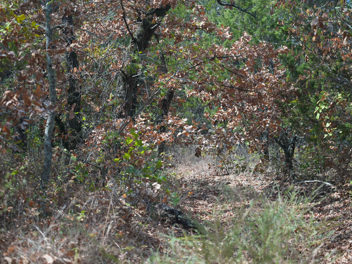 Green 58 photo 4
