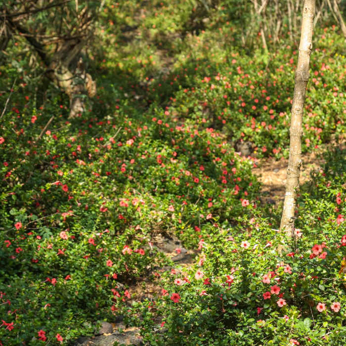 Near Pehehoni Point Near Pehehoni Point