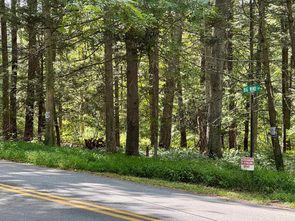 Betsy Road photo 6