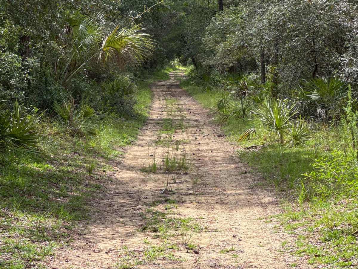 Ocala National Forest Road 19-14.8 photo 6
