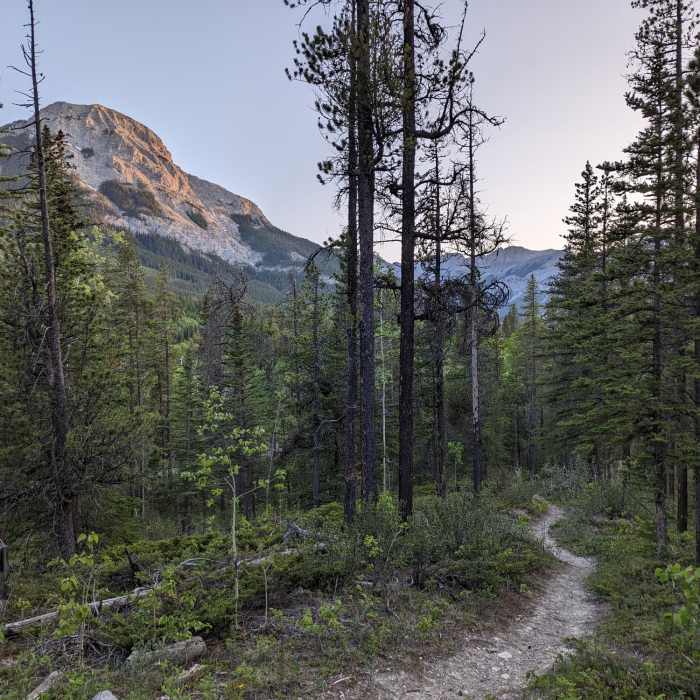 Near Forest Ecology Loop Trail
