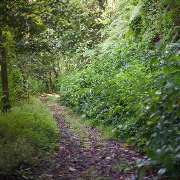 The trail starts as a wider road before it starts to narrow in places to a singletrack that is overgrown in areas. The first part of the trail is shaded, providing relief from the sun. Near Mount 'Alava Trail