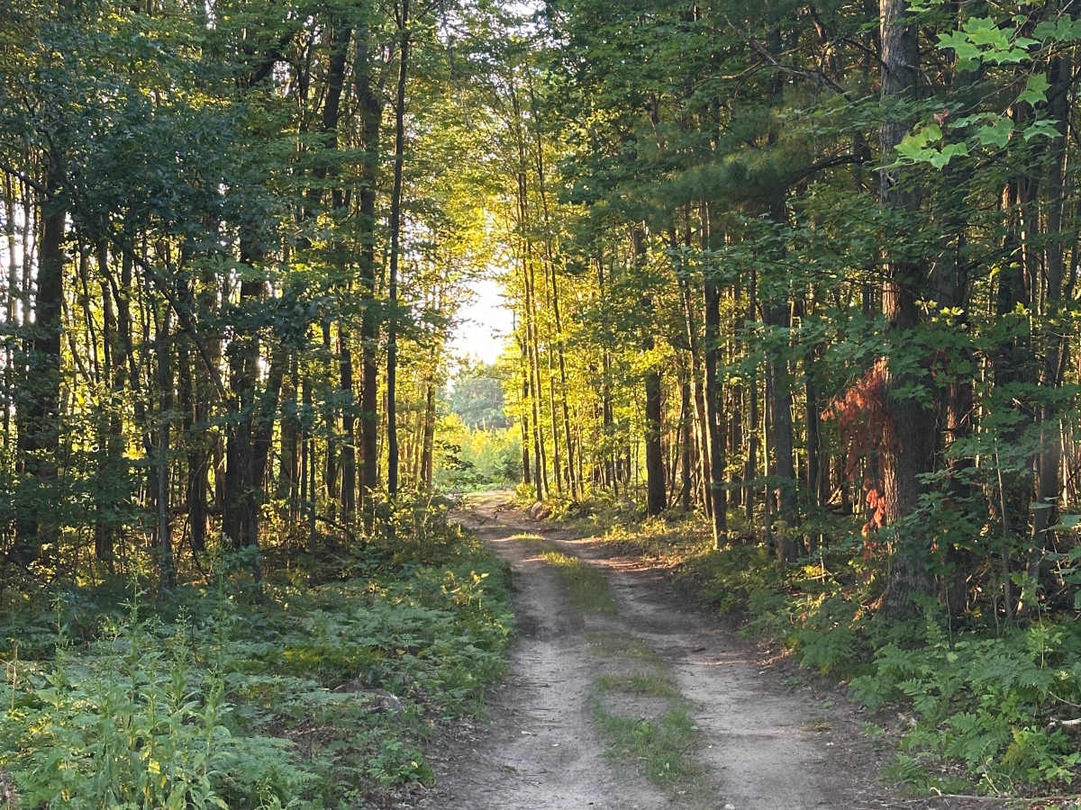 Dunsmore Cutover photo 5