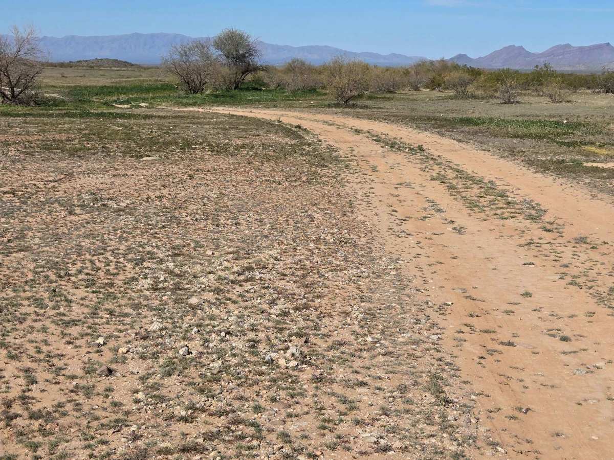 Cow Path trail photo