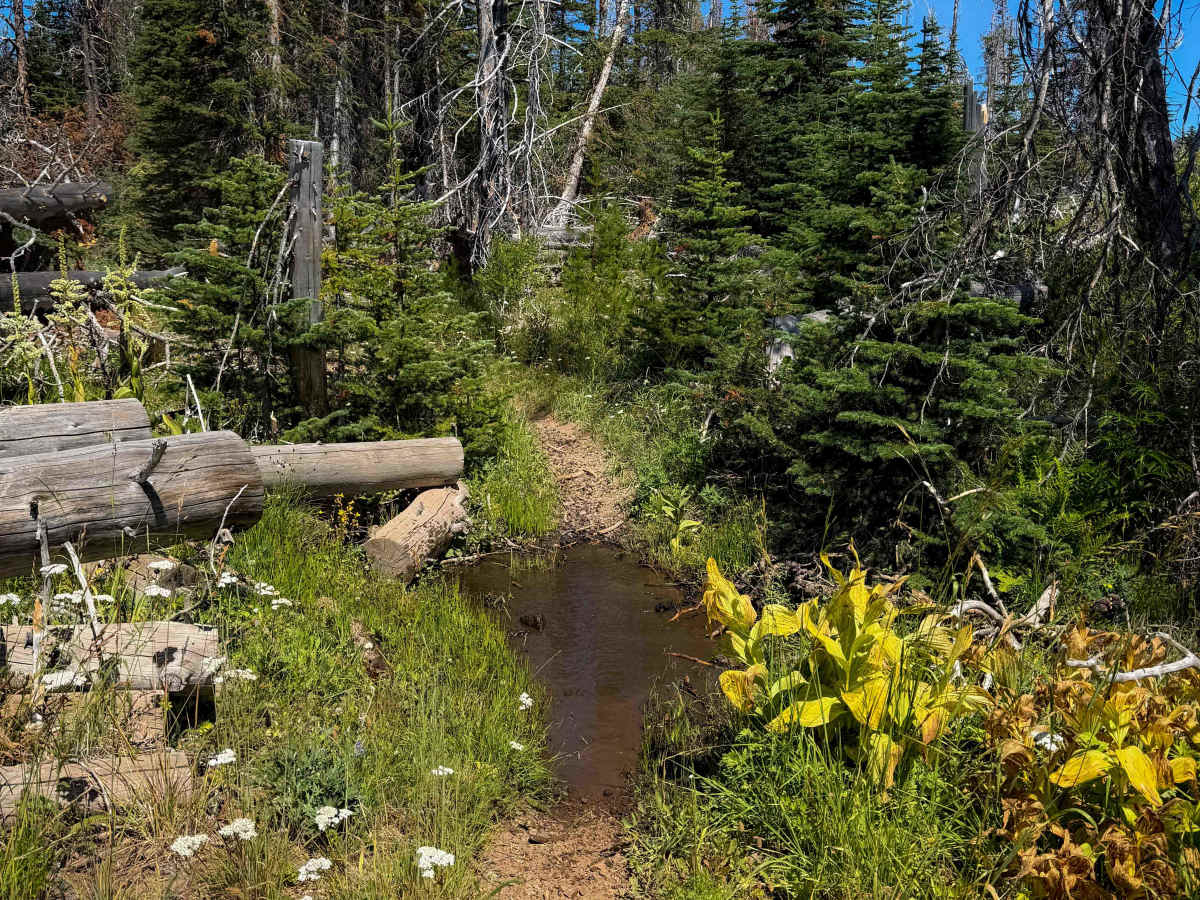 First Creek - FS 1374  photo 6