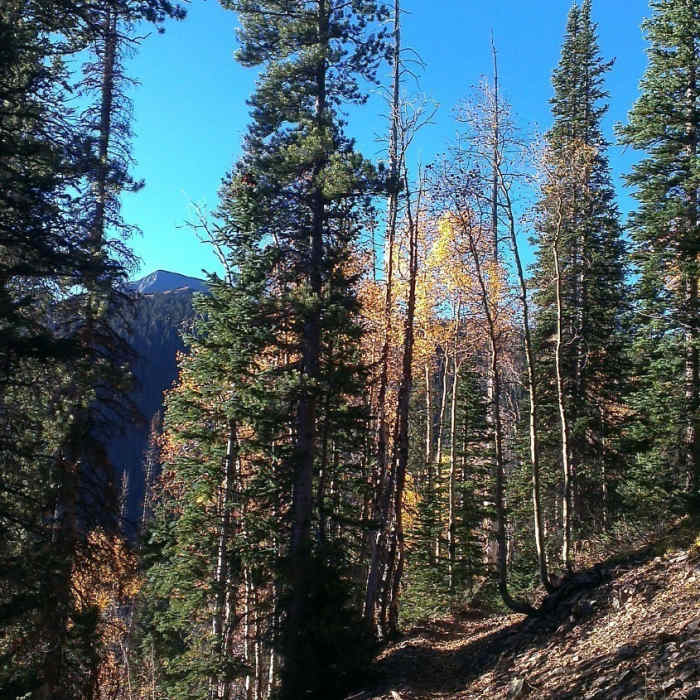 Near Great Flume Trail