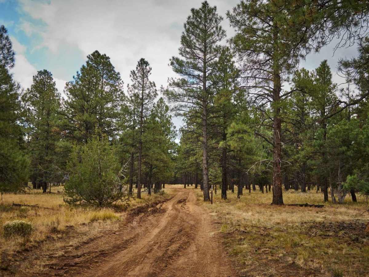 FR 713 trail photo