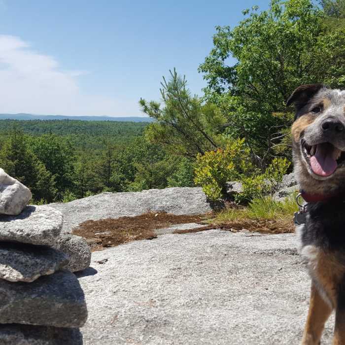 Looking back from the ridgeline into MA Near Pisgah State Park Ridge Loop