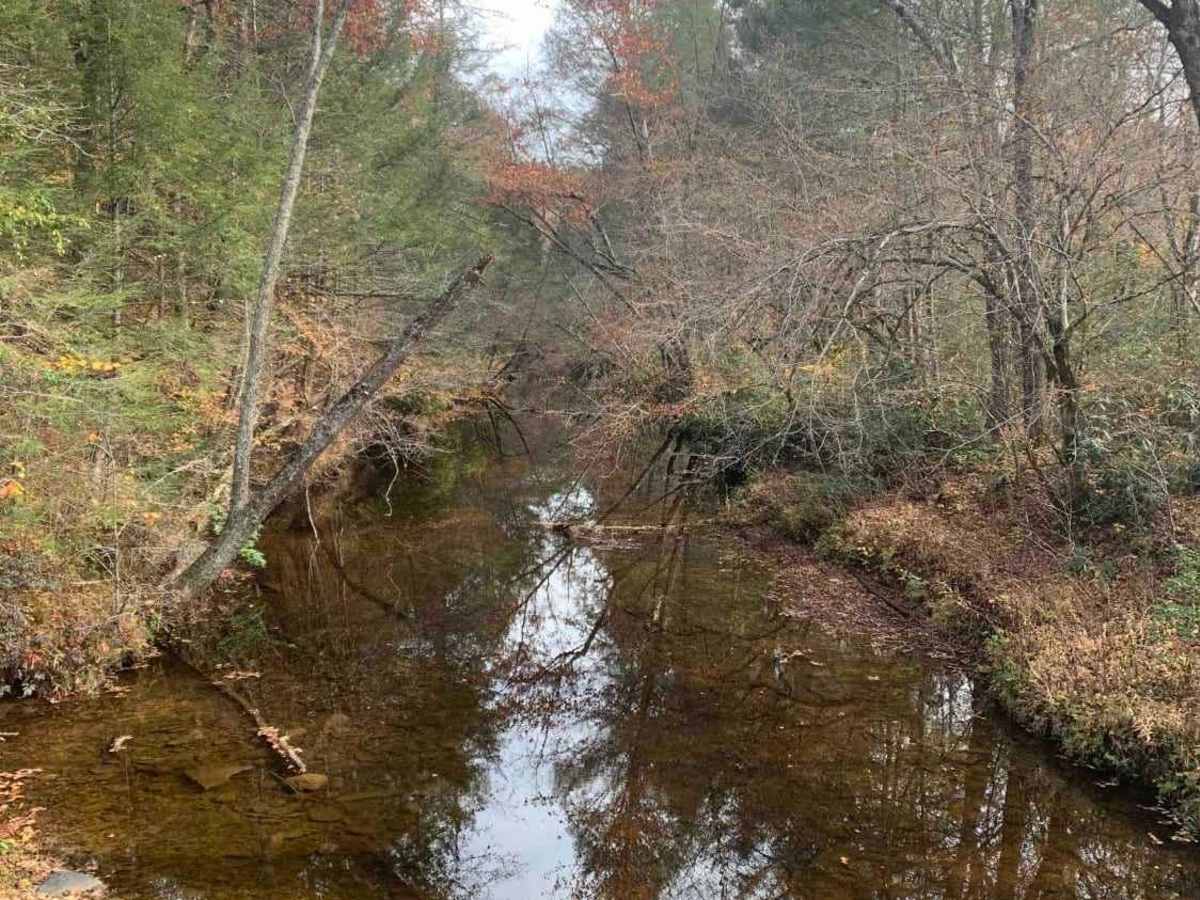 Bullet Creek Ellis Creek 44 photo 5