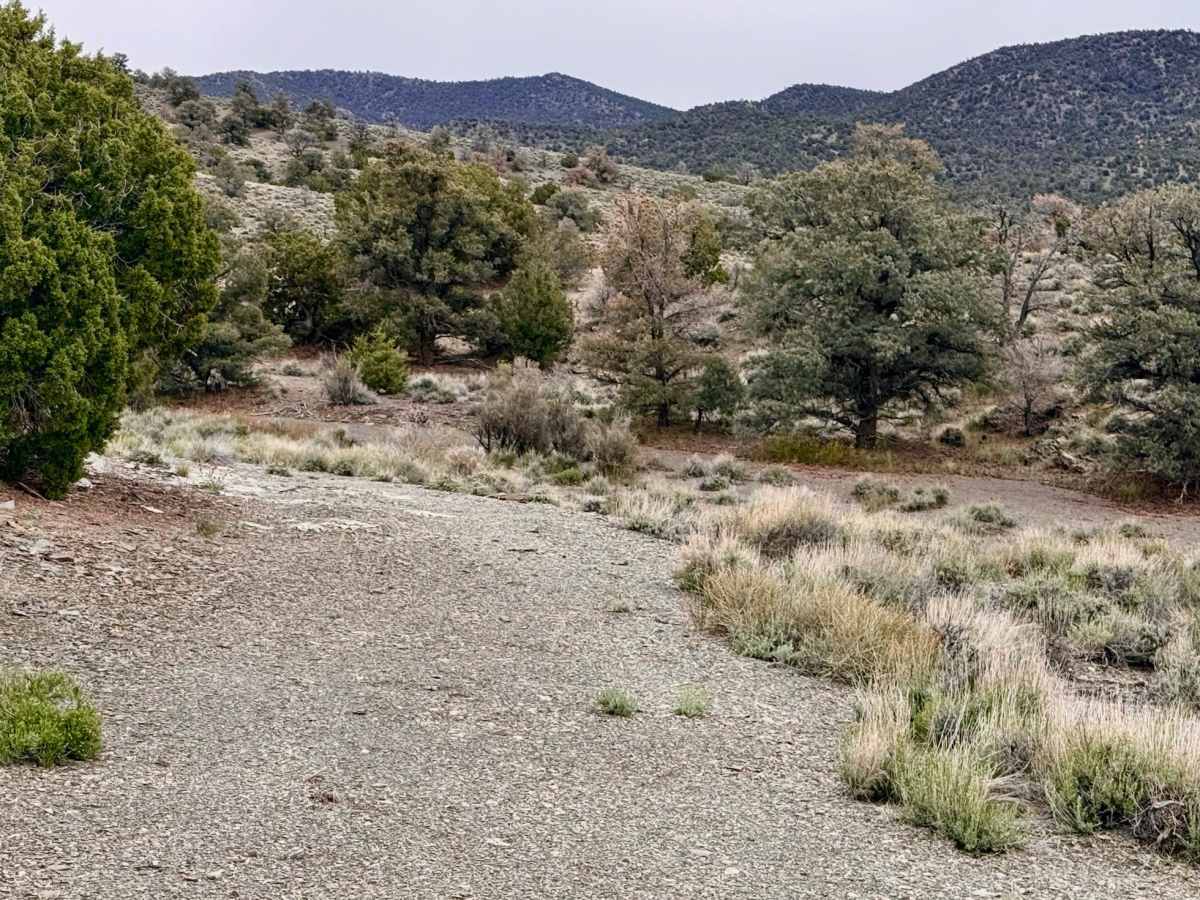 Trails Access Road - FS 44526A photo 4
