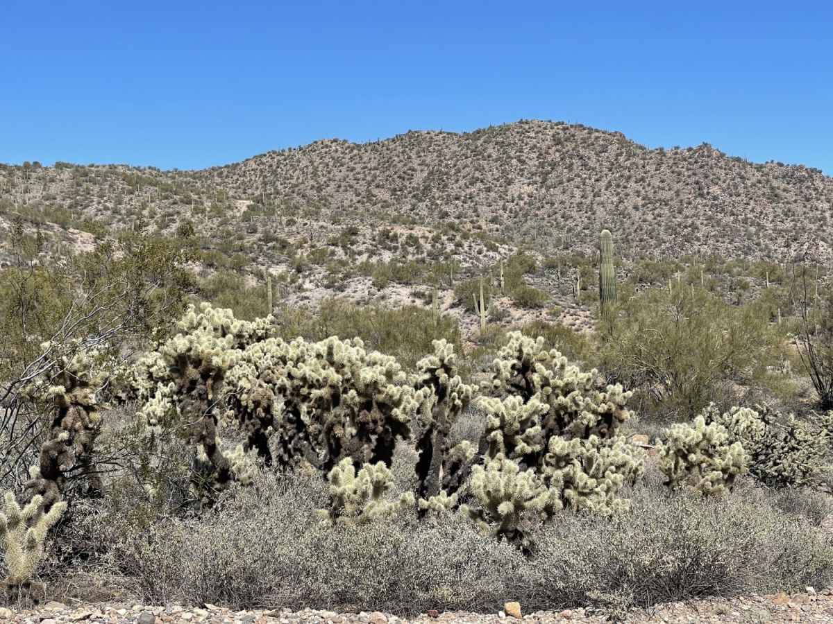 The Rincon Cutover photo 6