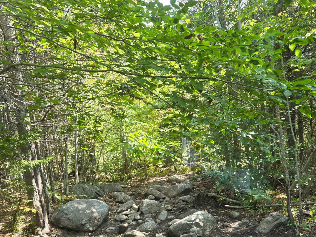 Jericho Black Trail photo 5