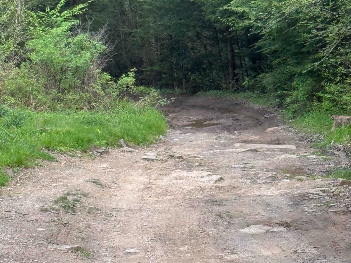 Upper Three Runs Road photo 5