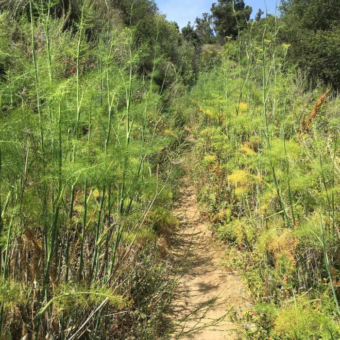 Near Inspiration Loop Trail