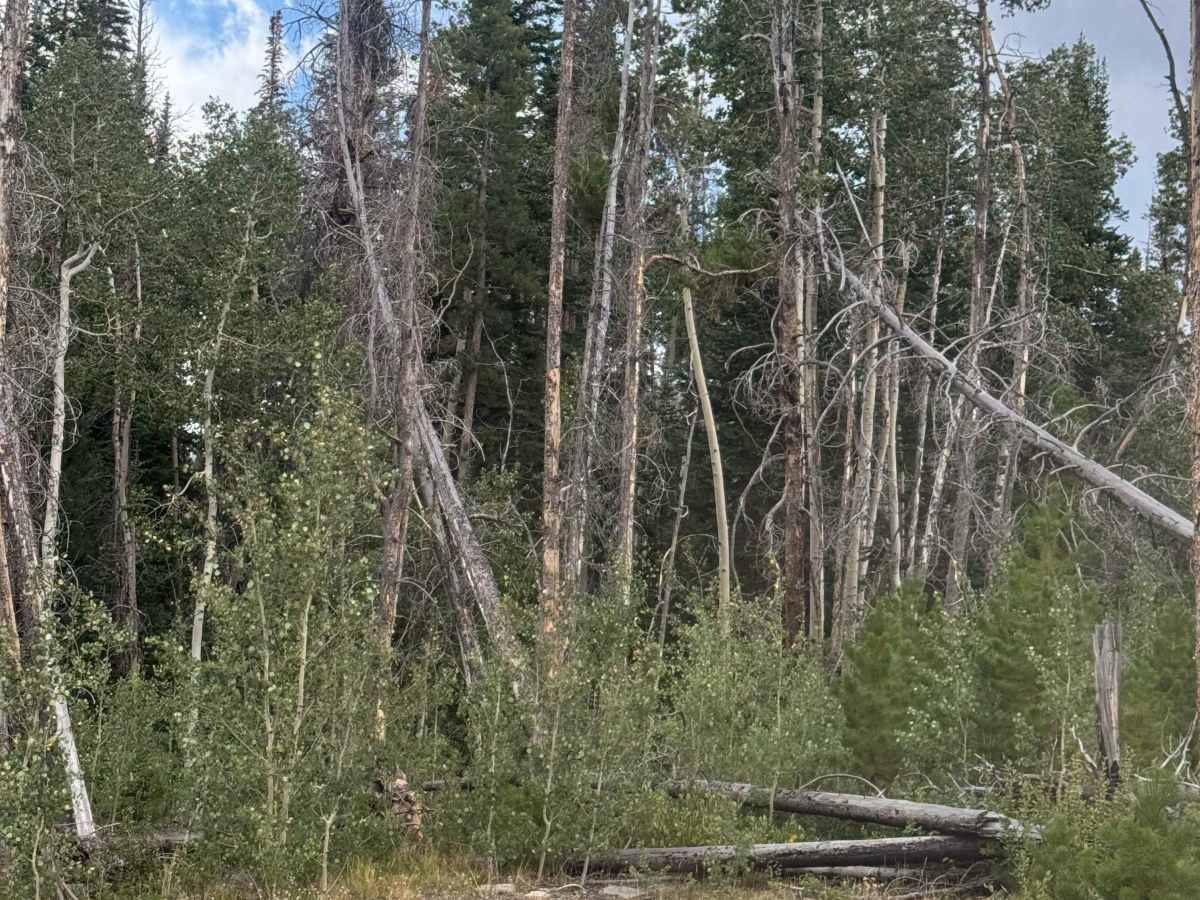 Bear Spur photo 4