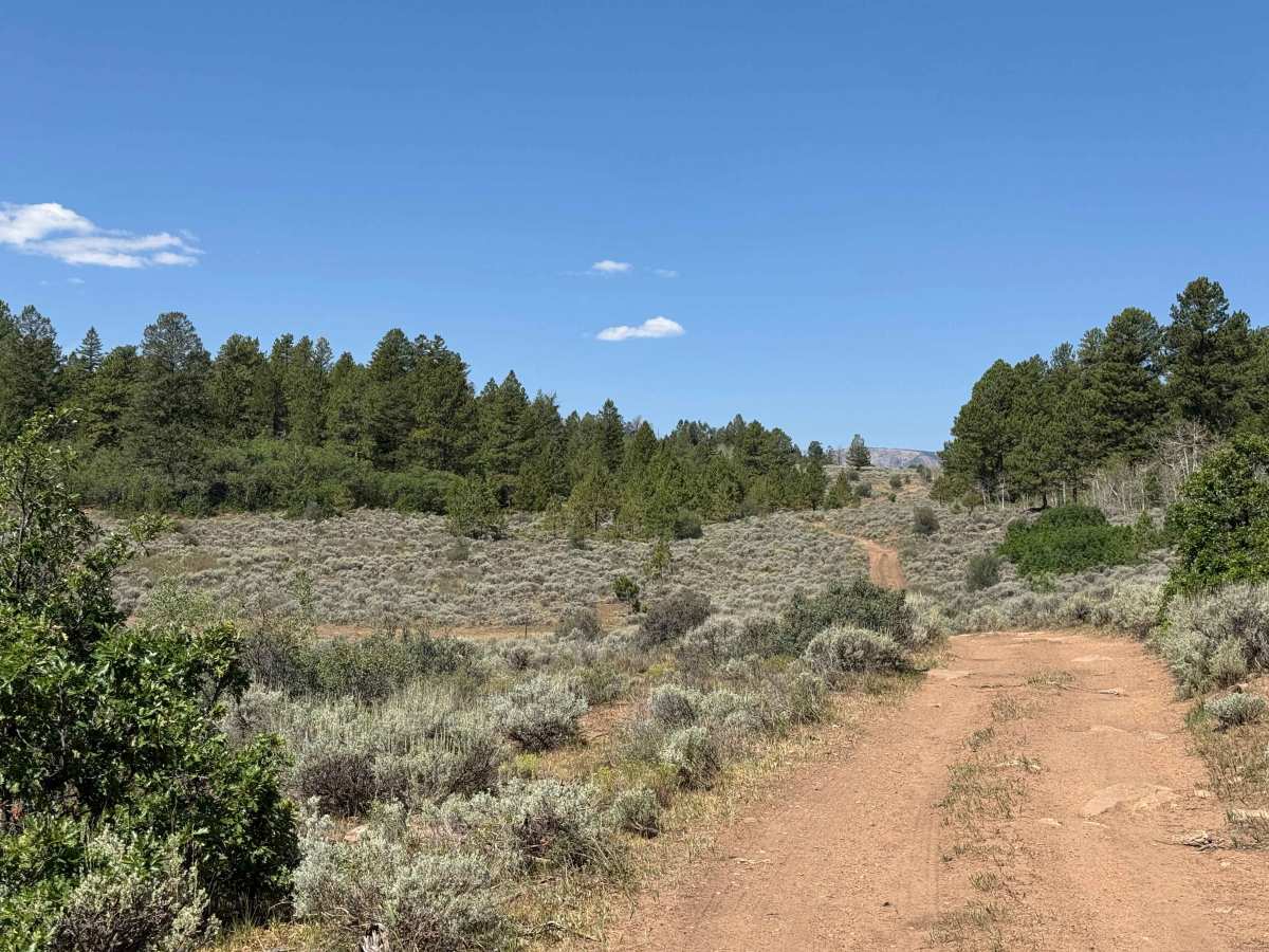 FS 611 trail photo