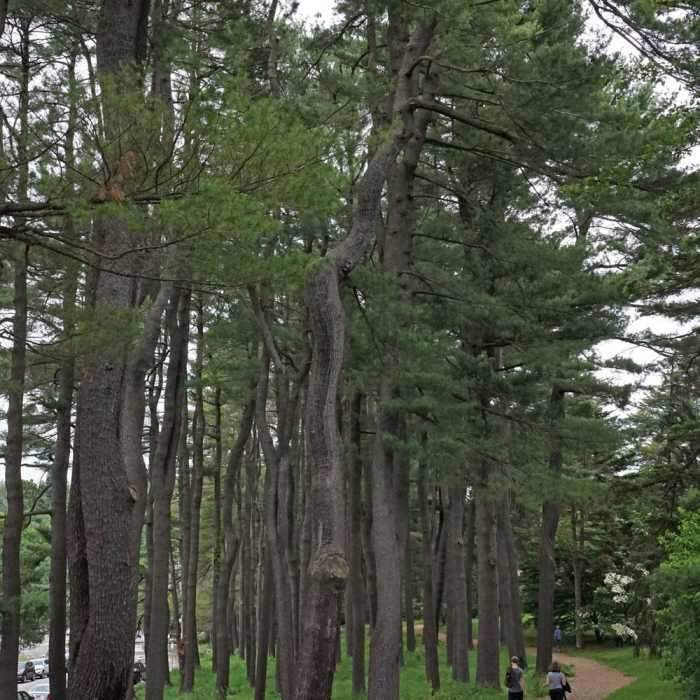 Peters Hill White Pine Grove Near Arnold Arboretum Tour