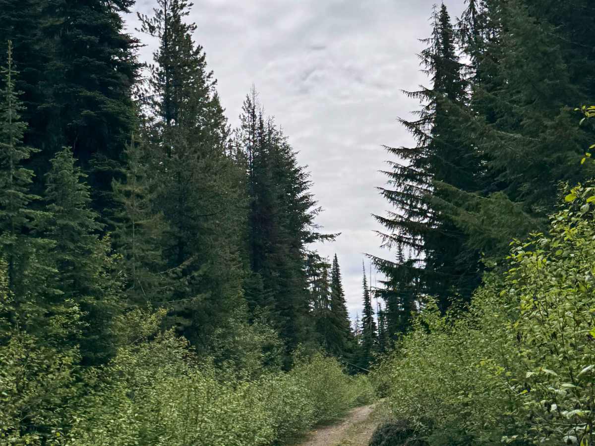 Bear Pasture - FS 2212-200 photo 4