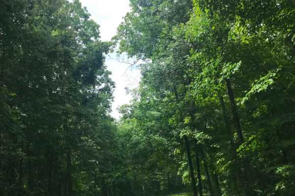 Sawmill Road