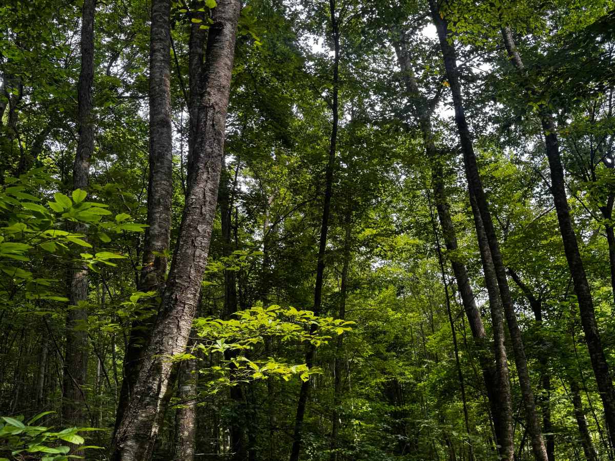 Trail 8A photo 3