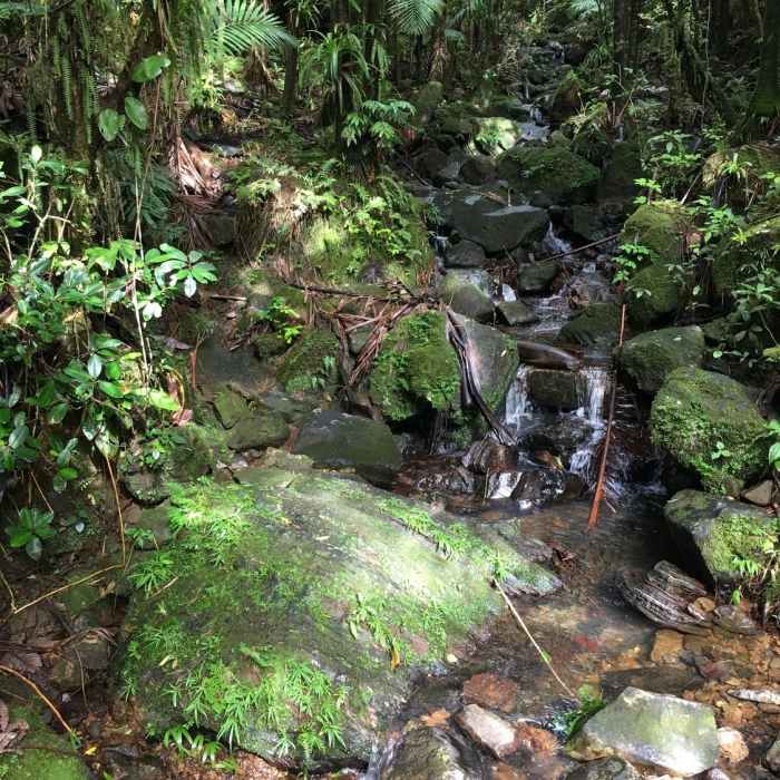 Near El Yunque Trail