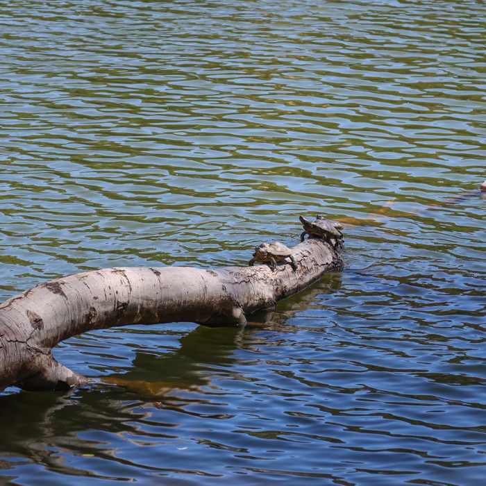 Near Lake Gregory Loop