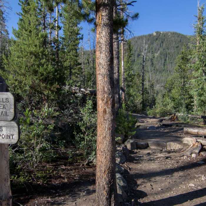 Near Adams Falls Loop