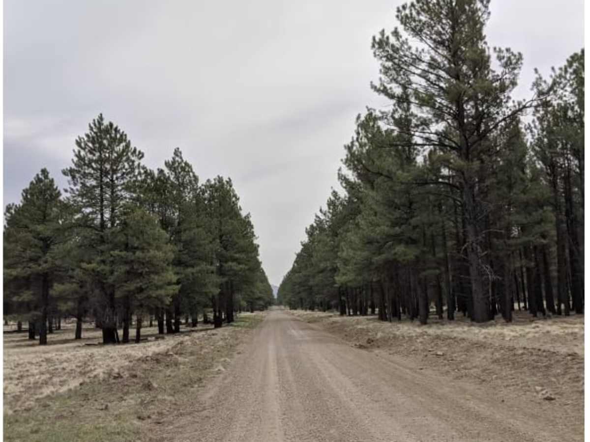 Lava River Cave Road photo 6