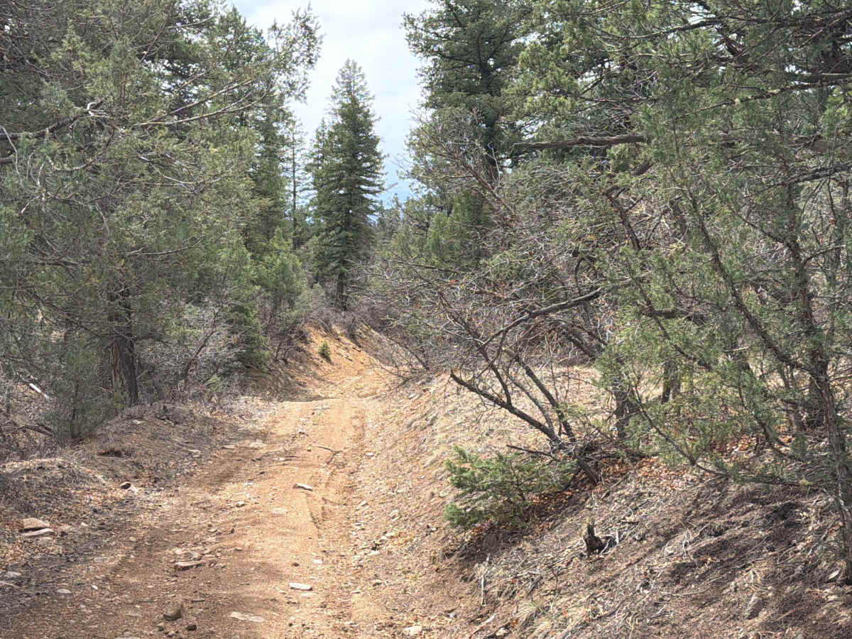 BLM 6195A photo 4