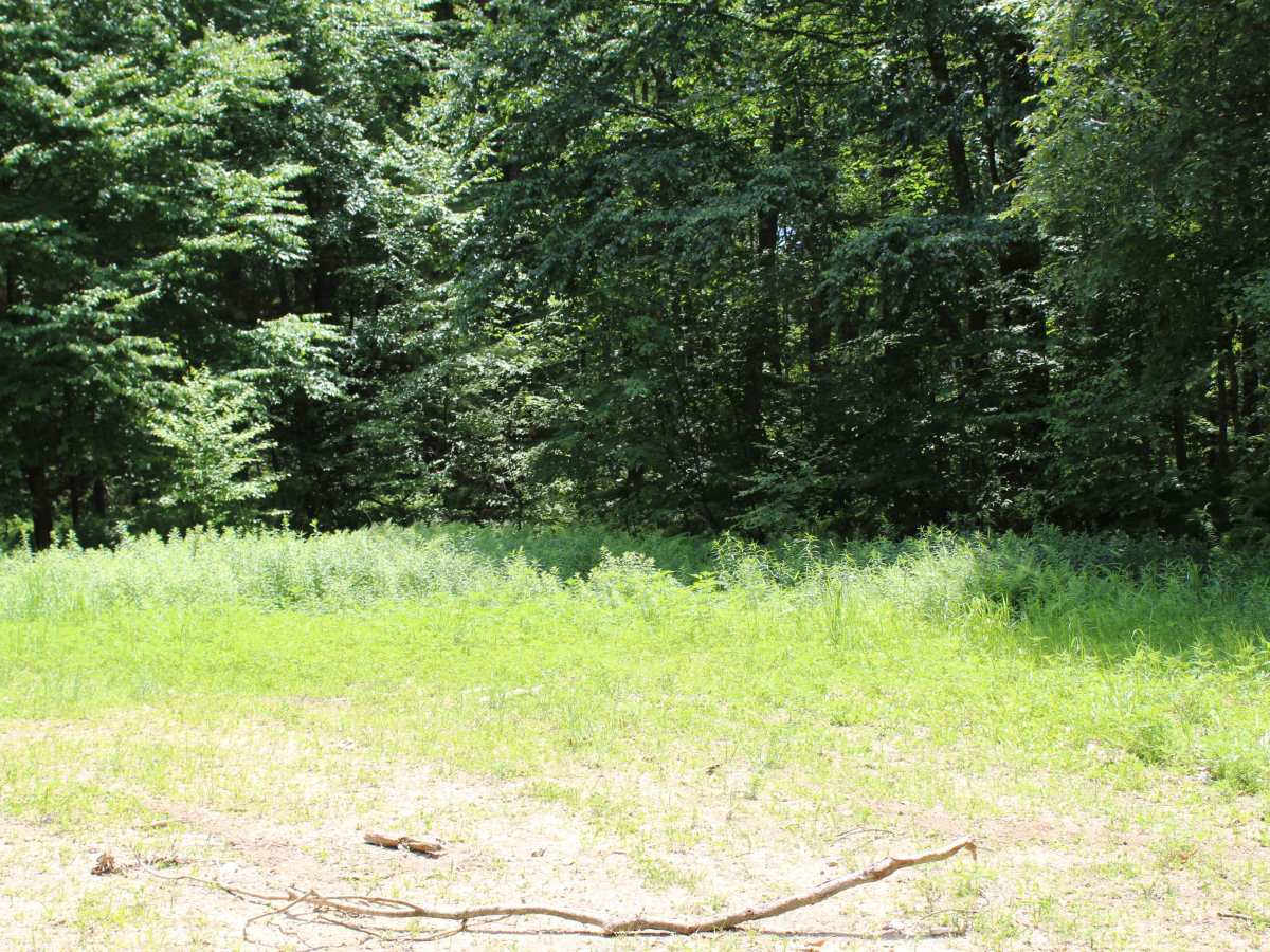 Log Road photo 6