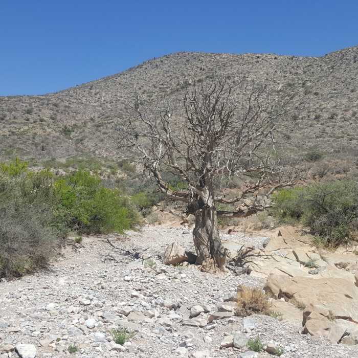 Near CDT: Mexico Border to New Mexico State Highway 81 (NM Sec. 1)
