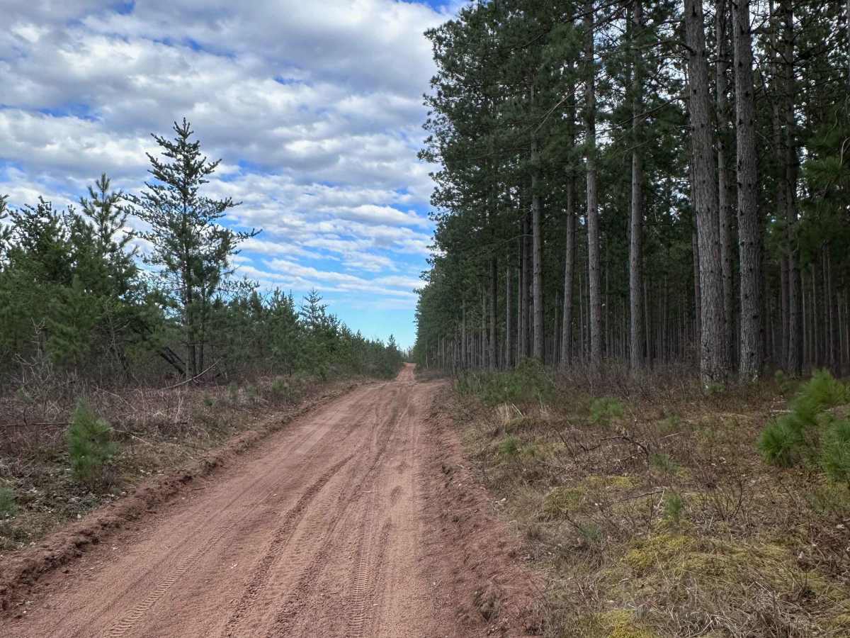 East West Forest Road photo 6