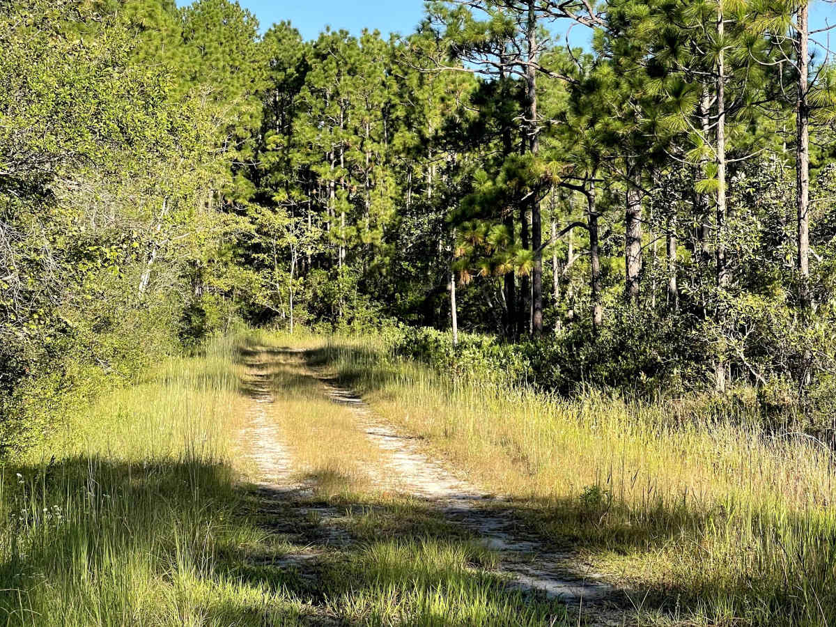 Jasmine Road trail photo