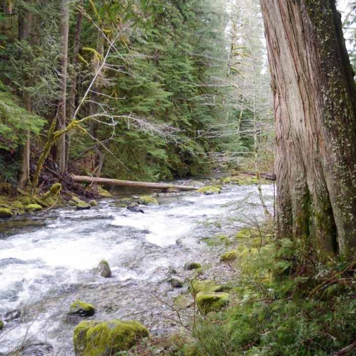 The south end of Still Creek ends at Still Creek Road. Cross the road to the creek to see first-hand the significant investments in improving salmon habitat. Check for spawning salmon. Photo by John Sparks. Near Still Creek Trail #780