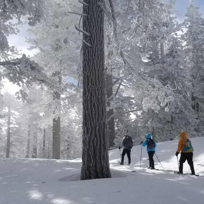 Near Mt. Pinos to Camp Three Falls