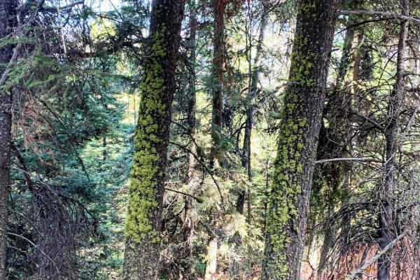 Hays Creek Moose Creek