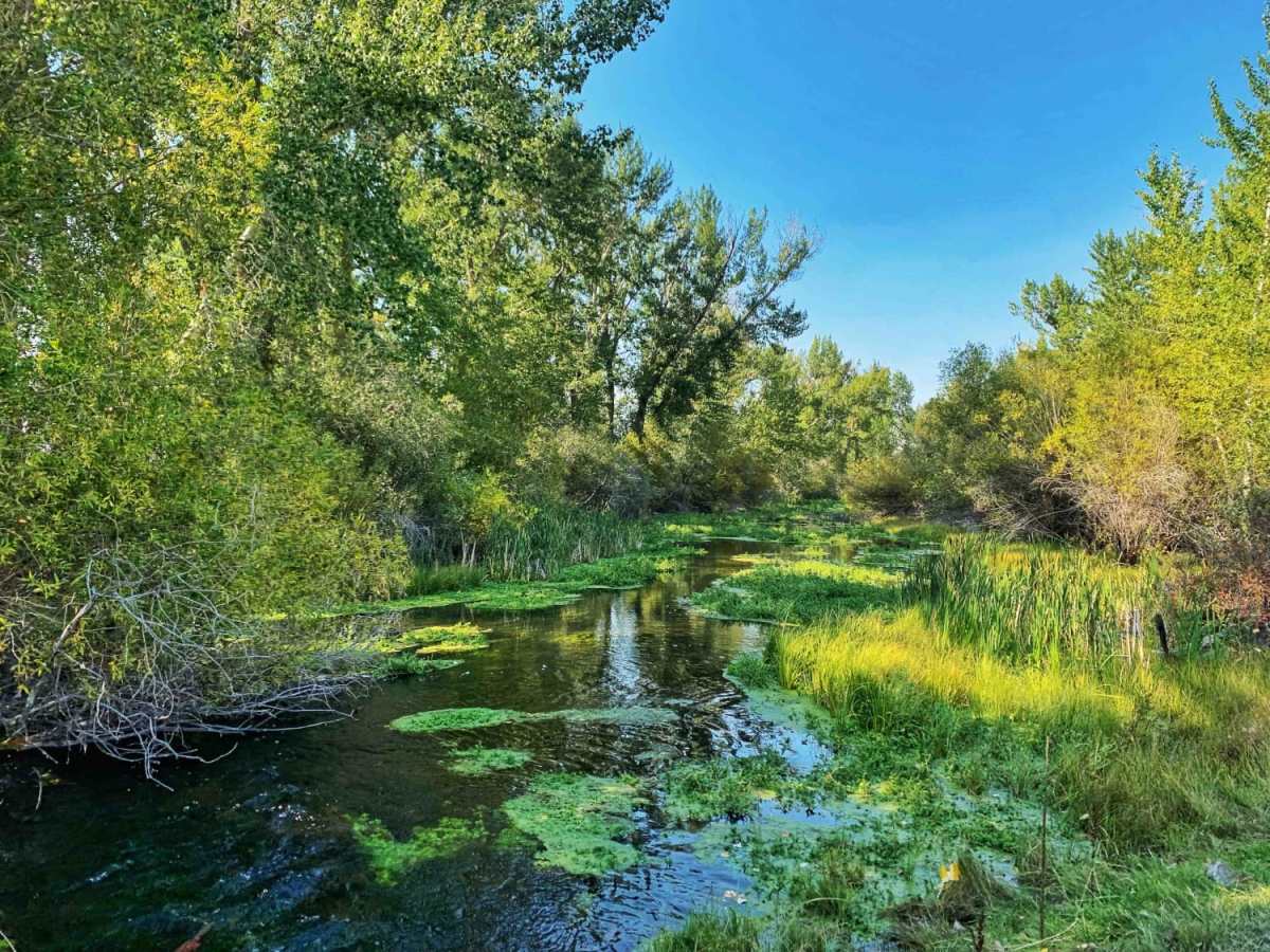 Pennal Gulch River Access photo 6