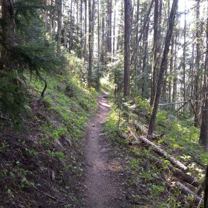 Near Bernard Peak Trail (#37)
