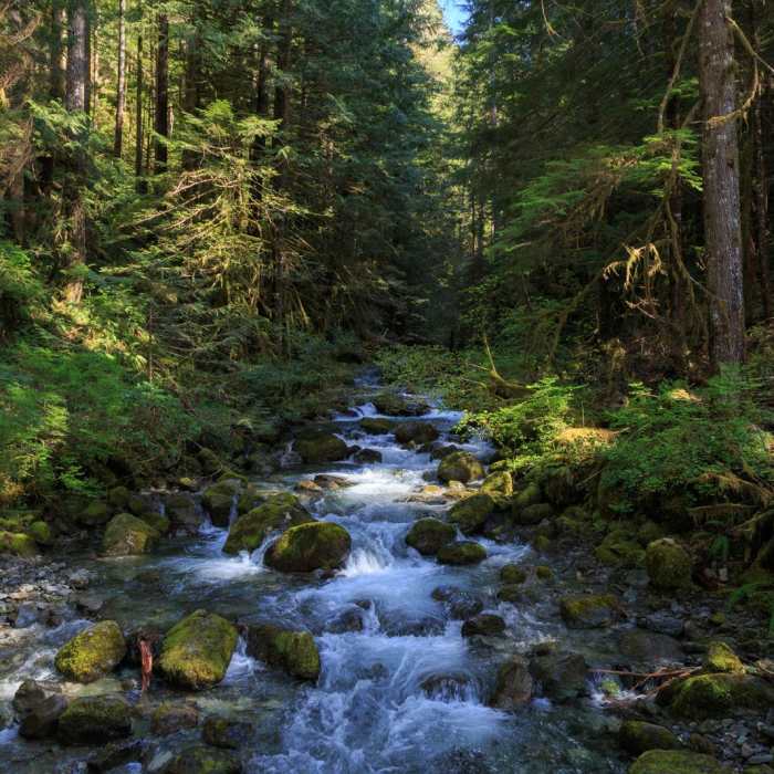 Near Little North Santiam River Trail Near Little North Santiam River Trail