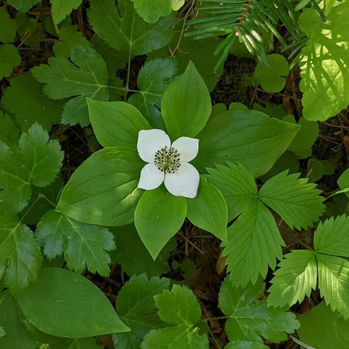Near Elk Creek Falls