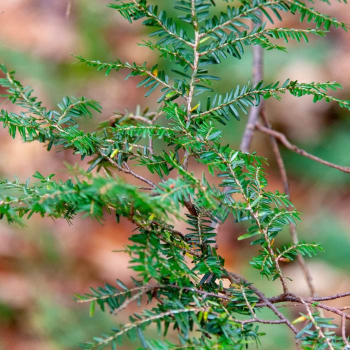 Near Joyce Kilmer Memorial Forest Loop Near Joyce Kilmer Memorial Forest Loop