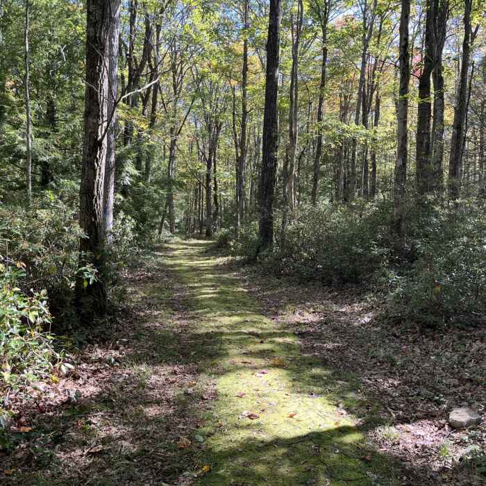 Near Bald Mountain-Vista Trail Loop Near Bald Mountain-Vista Trail Loop